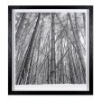 Bamboo Forest Online Hot Sale