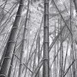 Bamboo Forest Online Hot Sale